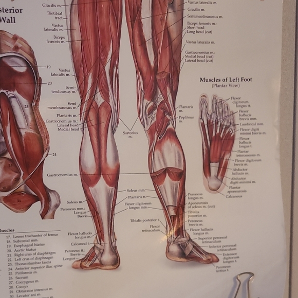 Human Muscular System Educational Poster - Picture 4 of 5